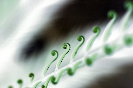 Halm with rolled leafs