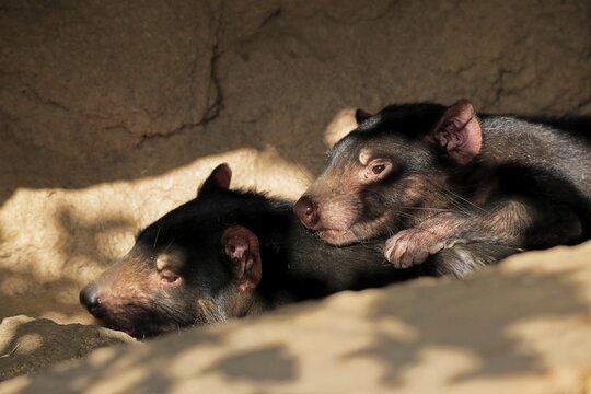 Tasmanian devil (Sarcophilus harrisii), Tasmanian devil, adult, male, female, pair, social behaviour, portrait, captive, Australia