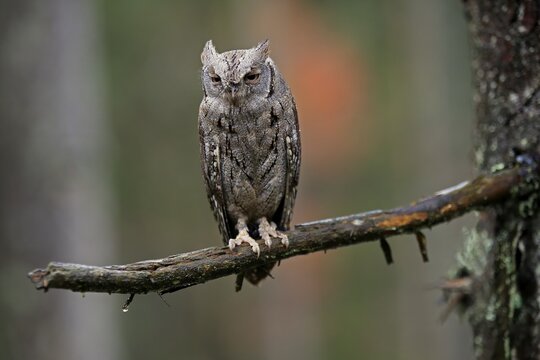 European scops owl (Otus scops), adult, on tree, in autumn, alert, Bohemian Forest, Czech Republic