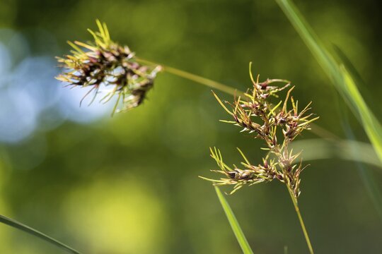 Bulbous bluegrass, poa bulbosa, poaceflora, bluegrass, sweet grass, onion bluegrass, bulbous meadow-grass, plants