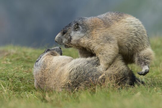 Marmots (Marmota marmota) in the Alps, fight, play, mating, Hohe Tauern National Park, Austria