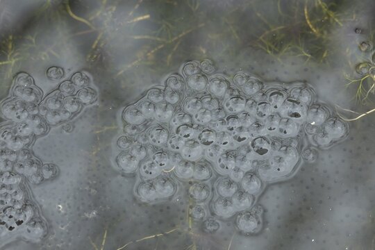 Common frog (Rana temporaria) frog spawn eggs in a garden pond in spring, Suffolk, England, United Kingdom