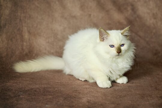Purebred cat, Sacred Burmese, young male cat, Cinnamon-point