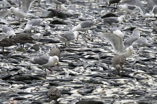 Thousands of dead pink salmons (Oncorhynchus gorbuscha) lie on the Pacific beach and seagulls peck out their eyes, Prince William Sound, Alaska