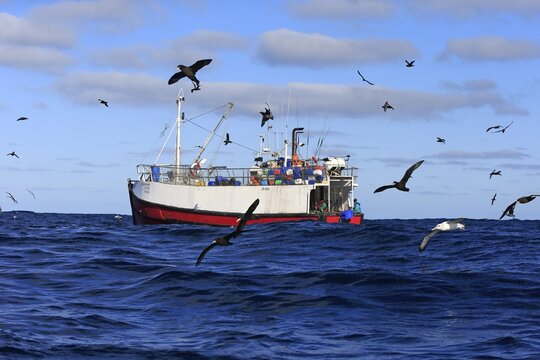 Trawler, sea birds, Cape of Good Hope, South Africa