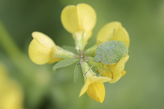 Green stink bug or green shield bug (Palomena prasina), nymph on common horned clover (Lotus corniculatus), North Rhine-Westphalia, Germany