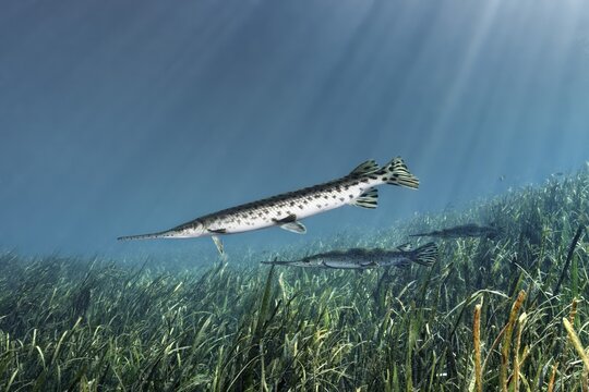 Florida Bone Pike (Lepisosteus platyrhincus), three, swimming over underwater plants, Rainbow River, Rainbow Springs State Park, Dunnelon, Florida, USA