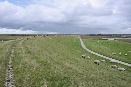 Domestic sheep (Ovis gmelini aries) grazing on the dyke, Greetsiel, Krummh&ouml;rn, North Sea coast, East Frisia, Lower Saxony