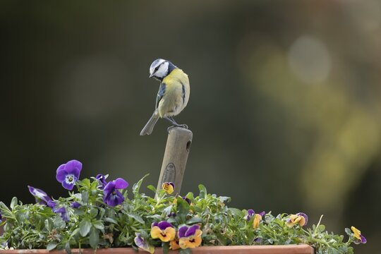 Blue tit (Cyanistes Caeruleus) adult bird on a garden fork handle in a flower tub with flowering pansies, Suffolk, England, United Kingdom