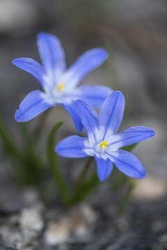 Snow pride (Chionodoxa luciliae), Emsland, Lower Saxony, Germany