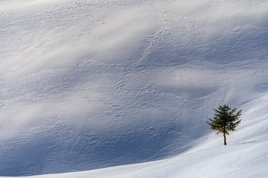Small tree in snowy landscape, Balderschwang, Oberallg&auml;u, Bavaria, Germany