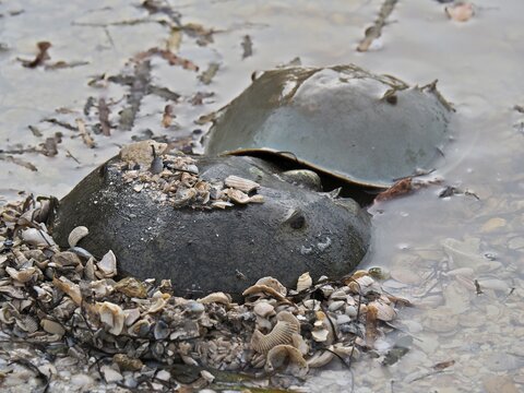 Two Atlantic horseshoe crabs (Limulus polyphemus) on the beach of Sanibel Island, Florida, USA