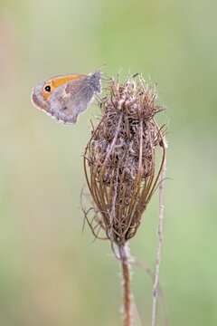 Meadow brown (Maniola jurtina), Burgenland, Austria