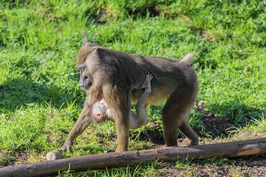 An adult female mandrill (Mandrillus leucophaeus) walks between rocks and tree trunks across the green forest floor carrying her baby