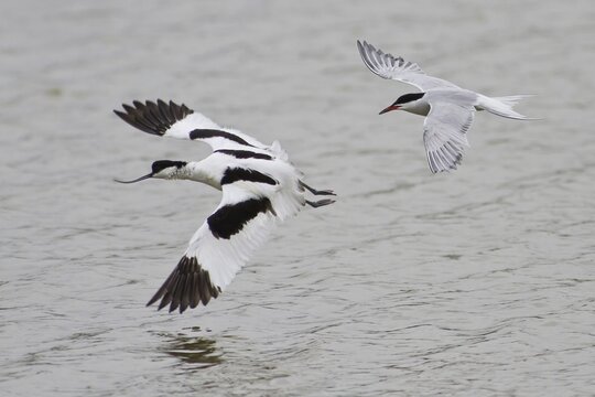 Common tern (Sterna hirundo) pursues black-capped avocet (Recurvirostra avosetta) Texel Island, Holland, Netherlands