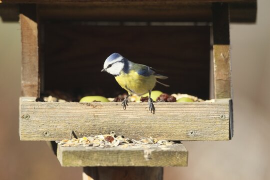 Blue tit (Cyanistes caeruleus) at the winter feeding site, Allg&auml;u, Bavaria, Germany