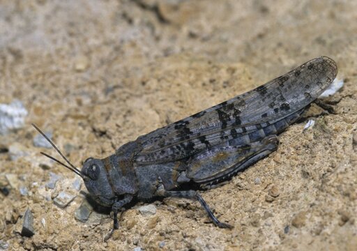 Blue-winged sandscare, caelifera, grasshoppers, short-feeler, Oedipodinae, Sphingonotus caerulans, blue-winged grasshoppers, grasshoppers, grasshoppers, insects, wasteland scare