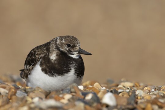 Ruddy turnstone (Arenaria interpres) adult female wading bird resting on a shingle beach, England, United Kingdom