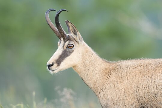 Chamois (Rupicapra rupicapra), Vosges, France