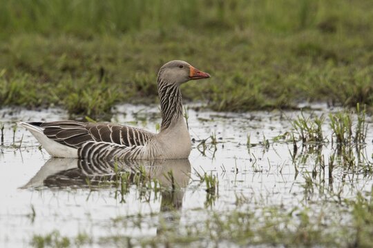 Greylag goose (Anser anser) Lower Saxony, Germany