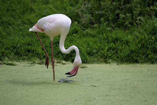Greater flamingo (Phoenicopterus roseus), adult, in water, foraging, captive, Southern Europe