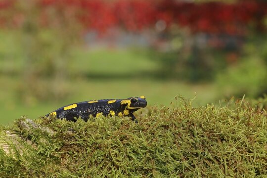 Fire salamander (Salamandra salamandra), running over moss, Wildlife, North Rhine-Westphalia, Germany