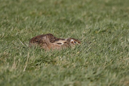European hare (Lepus europaeus), hiding, Schleswig-Holstein, Germany