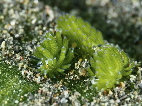 Three small green nudibranchs, the &lsquo;Shaun the Sheep' nudibranch (Costasiella kuroshimae), on the seabed. This nudibranch is also known as &lsquo;Shaun the Sheep'. A marine nudibranch with kleptoplastids. Clearly visible are the chloroplasts taken up from the green alga Avrainvillea lacerata and stored within its own body. Body length approx. 3 mm. Dive site: Puri Jati, Umeanyar, Bali, Indonesia