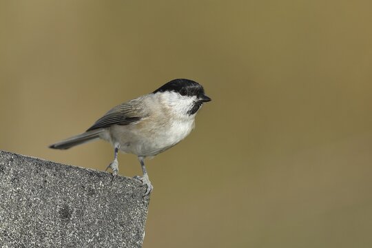 Marsh tit (Parus palustris), sitting on the roof of a summerhouse in the garden, North Rhine-Westphalia, Germany