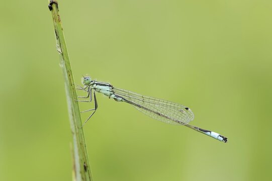 Blue-tailed damselfly (Ischnura elegans), male, North Rhine-Westphalia, Germany