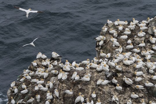 Rock needle St&oacute;ri Karl, gannet colony, Northern gannet (Morus bassanus), Skouvikurbjarg, Langanes Peninsula, Nor&eth;urland eystra, Iceland