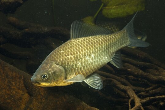 Carassius gibelio, pediment, prussian carp, silver carp, fish, fishes, pisces