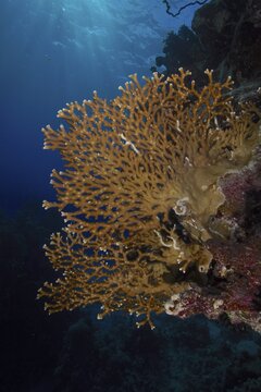 Mesh fire coral, net fire coral (Millepora dichotoma), Fury Shoals reef dive site, Red Sea, Egypt