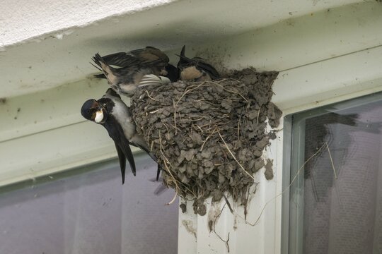 Hirundo rustica, house martin, swallow, birds, breed, brood, droppings, nest, passeri, swallows, swallow friendly, songbirds, birds