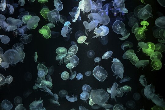 Box jellyfish (Aurelia aurita) in a tank of the Bang Saen Aquarium, Chonburi Province, Thailand