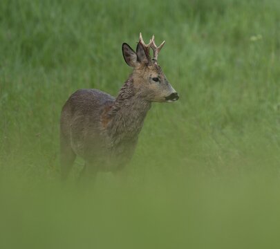 Roe deer (Capreolus capreolus), roebuck with beginning hair change standing in a meadow, wildlife, Thuringia, Germany