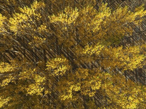 European Aspen (Populus tremula) in autumnal colours. Cultivated for timber. Aerial view. Drone shot. Granada province, Andalusia, Spain