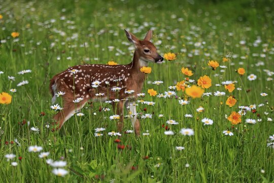 White-tailed deer (Odocoileus virginianus), young animal, ten days, standing in flower meadow, Pine County, Minnesota, USA