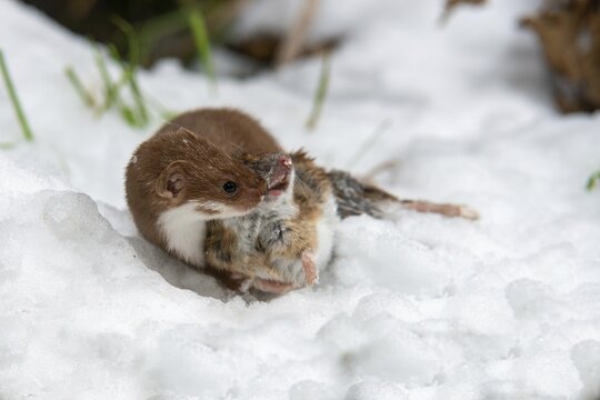 Carnivora, least weasel, mouse weasel, mustela nivalis, predators, prey, capture, hunting, mammals, raptors, snow, mammals, winter