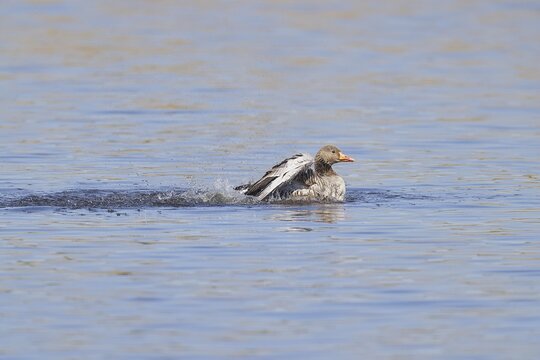 Greylag goose (Anser anser), flapping its wings on a pond, Wagbachniederung nature reserve, Wagh&auml;usel, Baden-W&uuml;rttemberg, Germany