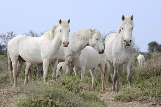 Camargue stallion, stallions, Camargue, Provence, South of France