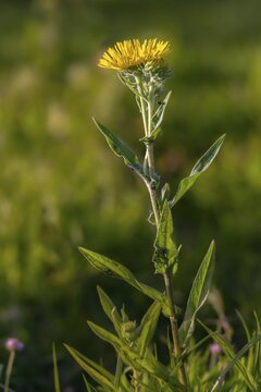 Elecampane, Asteraceae, British Yellowhead, Inula Britannica, Daisy, Seaweed, Wild Elecampane, Flora, High Size, Portrait, Meadow Fleabane, Plants