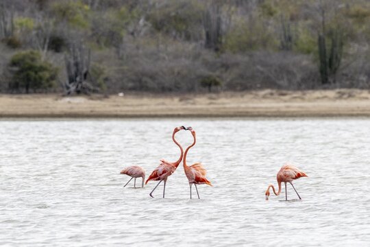 Cuba flamingos (Phoenicopterus ruber), Curacao