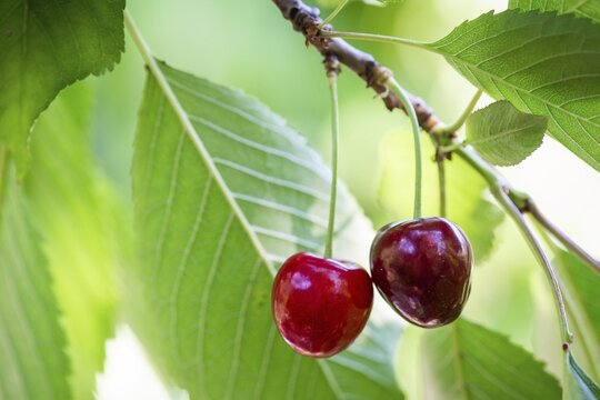 Cherries (Prunus avium) grow on a Wild cherry in summer, Stuttgart, Baden-W&uuml;rttemberg, Germany