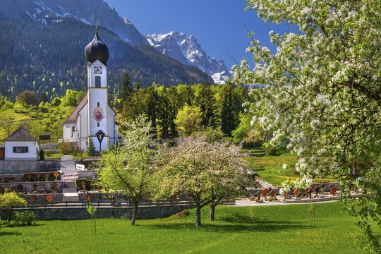 Parish church in Obergrainau with blooming trees and the Zugspitze 2962m in spring, Grainau, Werdenfelser Land, Upper Bavaria, Bavaria, Germany