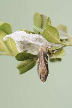 Box tree moth (Cydalima perspectalis), pupa on box tree (Buxus sempervirens), North Rhine-Westphalia, Germany