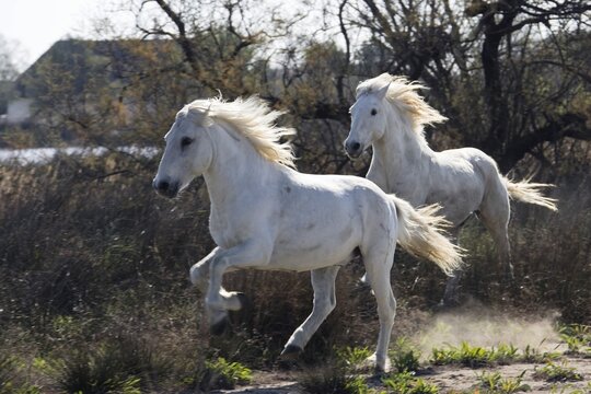 Camargue horses gallopping, Camargue, Southern France, Europe