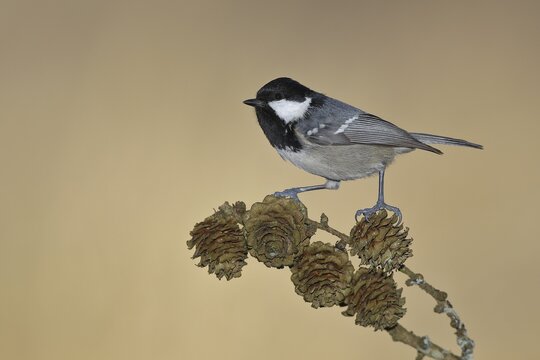 Coal tit (Parus ater), sitting on cones of a larch (Larix), Wilden, North Rhine-Westphalia, Germany