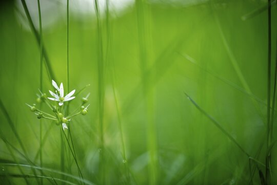 Ramsons flower (Allium ursinum) in grass, Bavaria, Germany