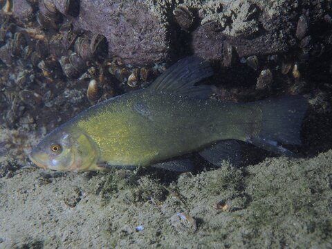Yellow-grey tench (Tinca tinca) swimming over a sandy bottom, flanked by stones and mussels. Dive site Zollbr&uuml;cke, Rheinau, Canton Zurich, Rhine, High Rhine, Switzerland, Germany